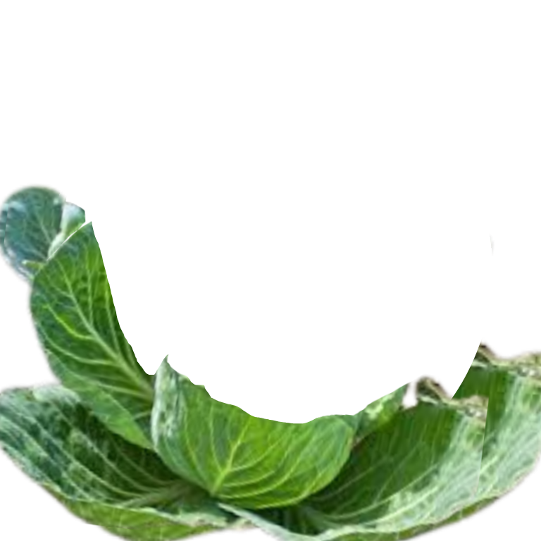 cabbage Decoration